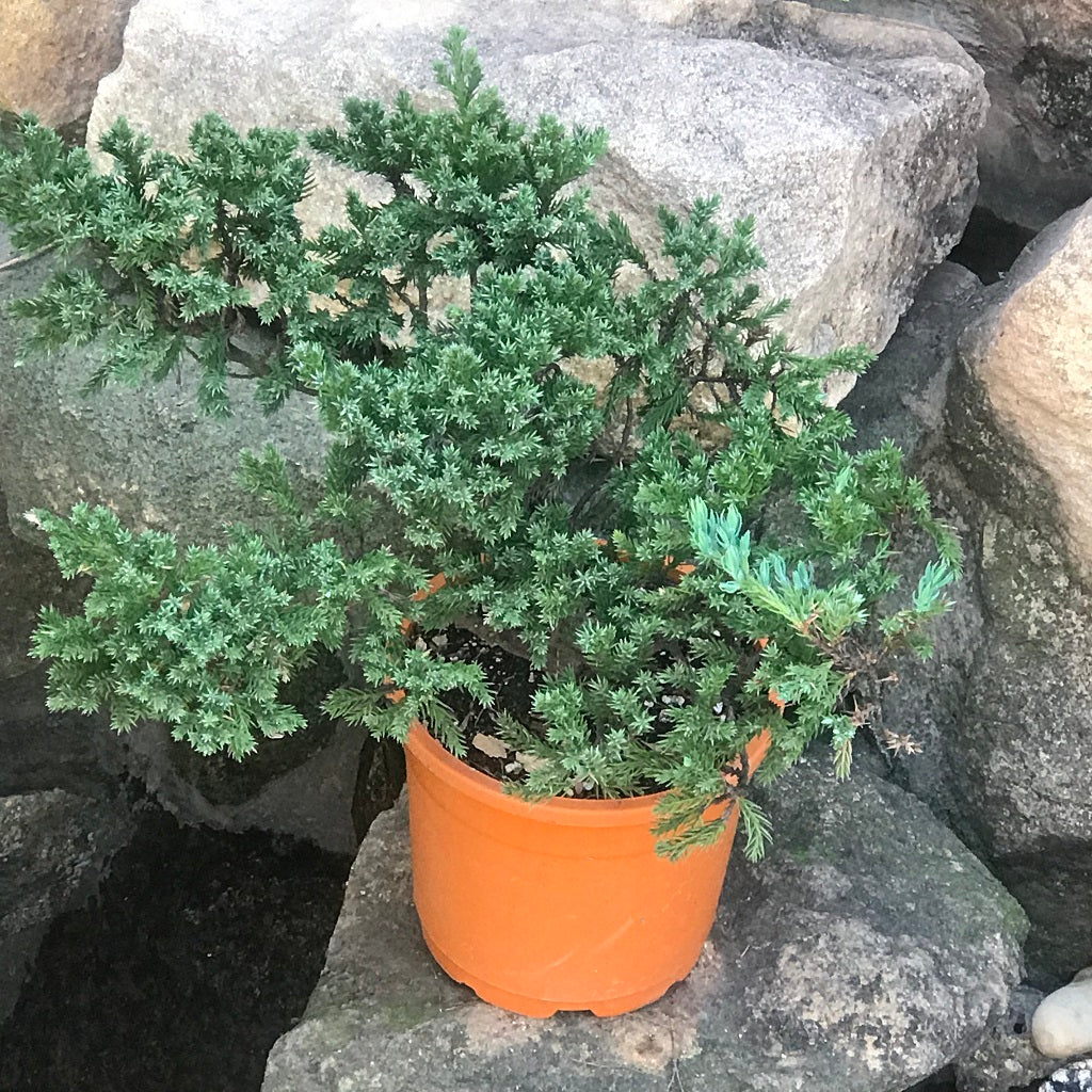 Juniper Bonsai 1 in Grey Stone Pot