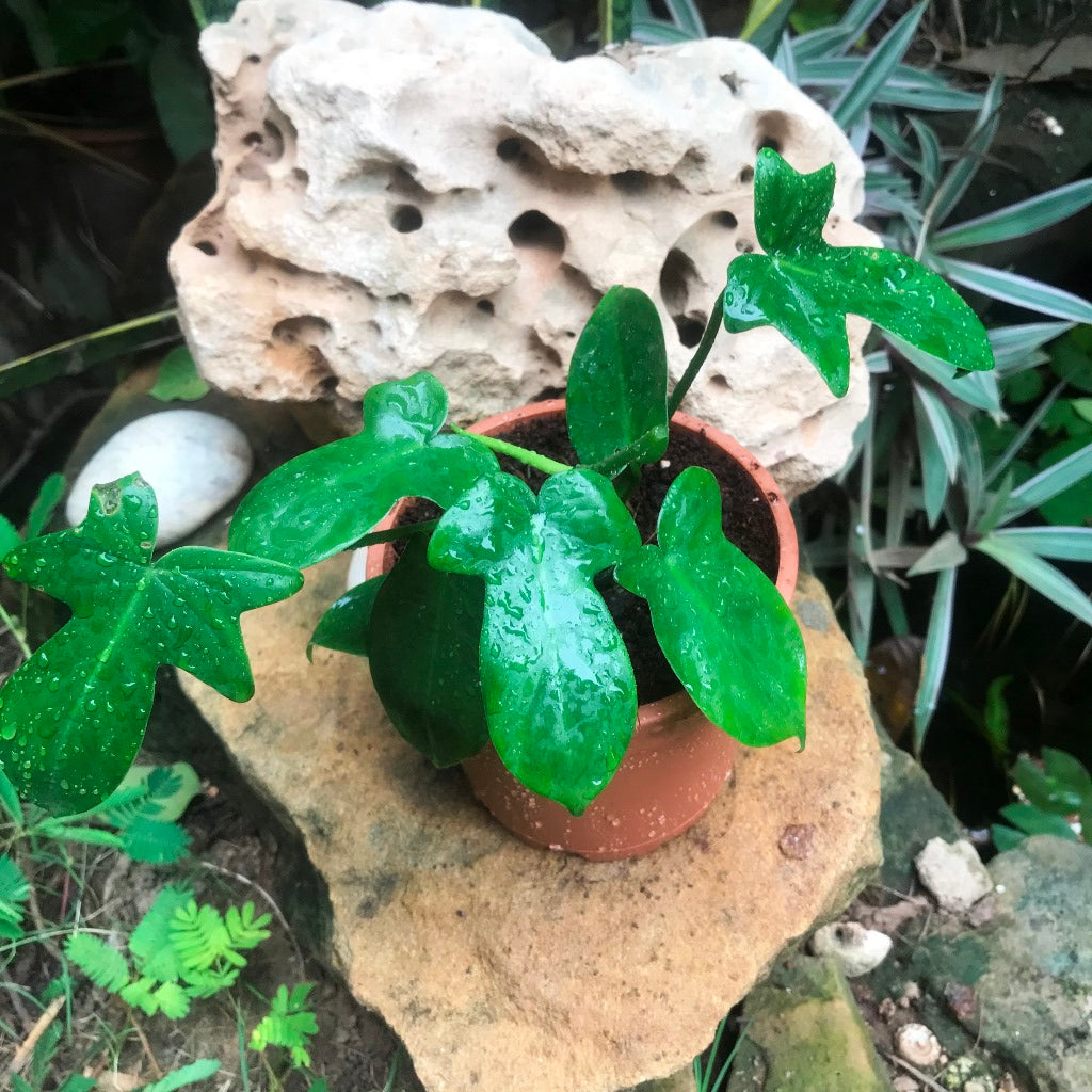 Philodendron 'Laciniatum Totem'