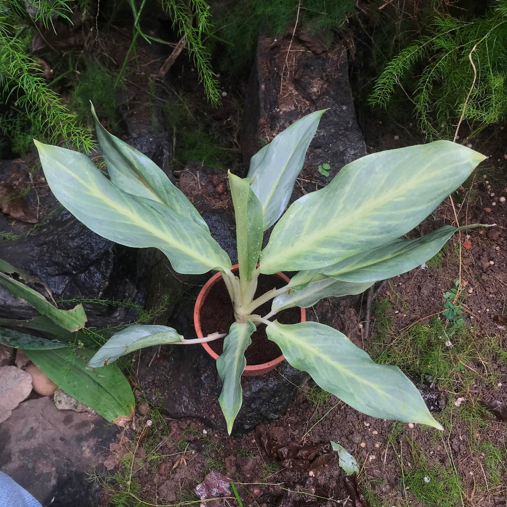 Aglaonema Silver Plant – Indoor Air Purifying Evergreen Foliage
