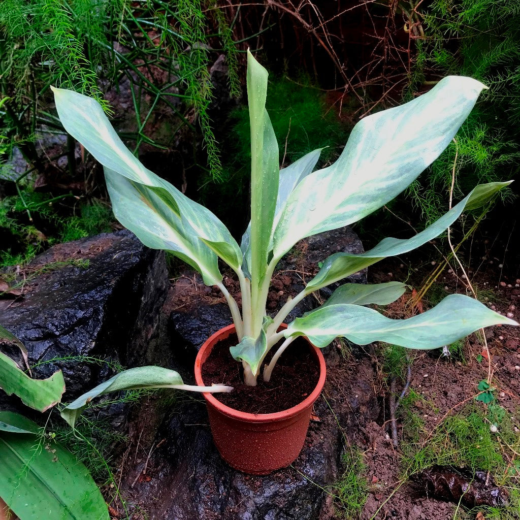 Aglaonema Silver Plant – Subtle Silvery Leaf Tone Highlight