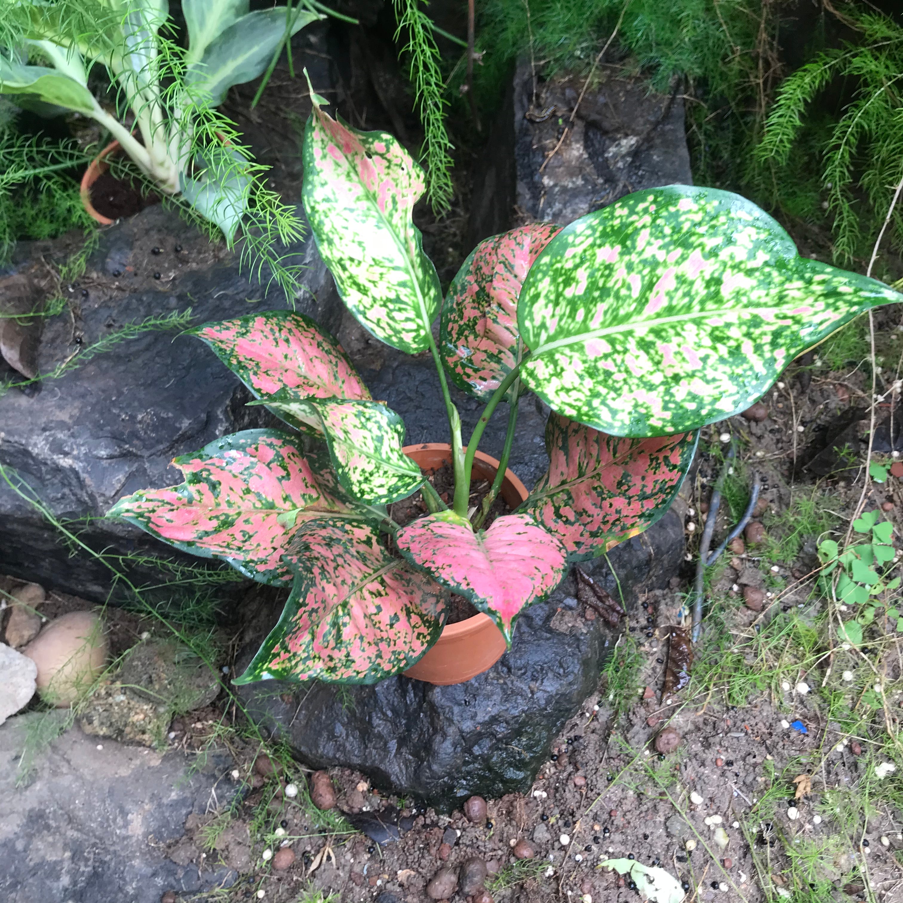 aglaonema red in wilderness Aglaonema Red Plant – Indoor Decorative Evergreen Foliage