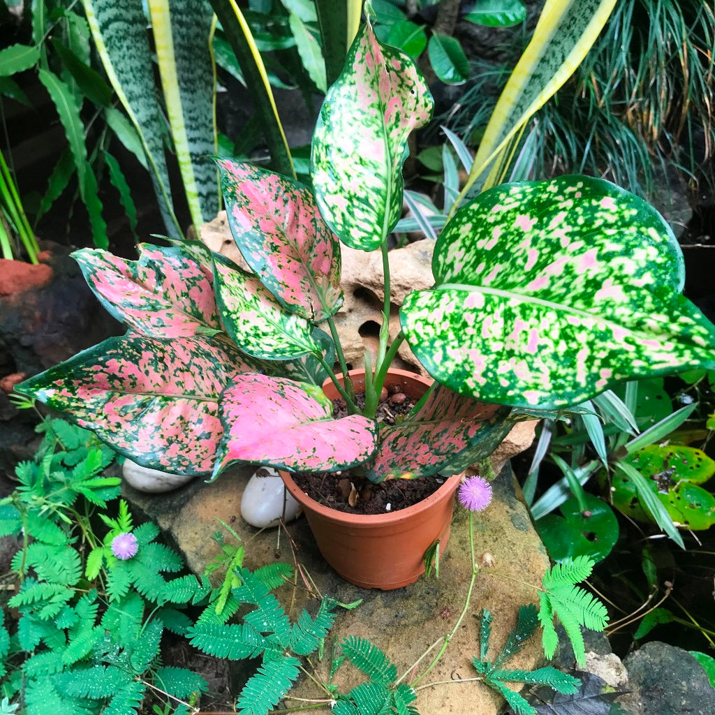 Aglaonema Red Plant - myBageecha
