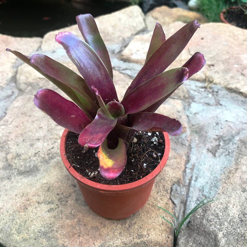 Neoregelia Fireball – Red Rosette Bromeliad | myBageecha