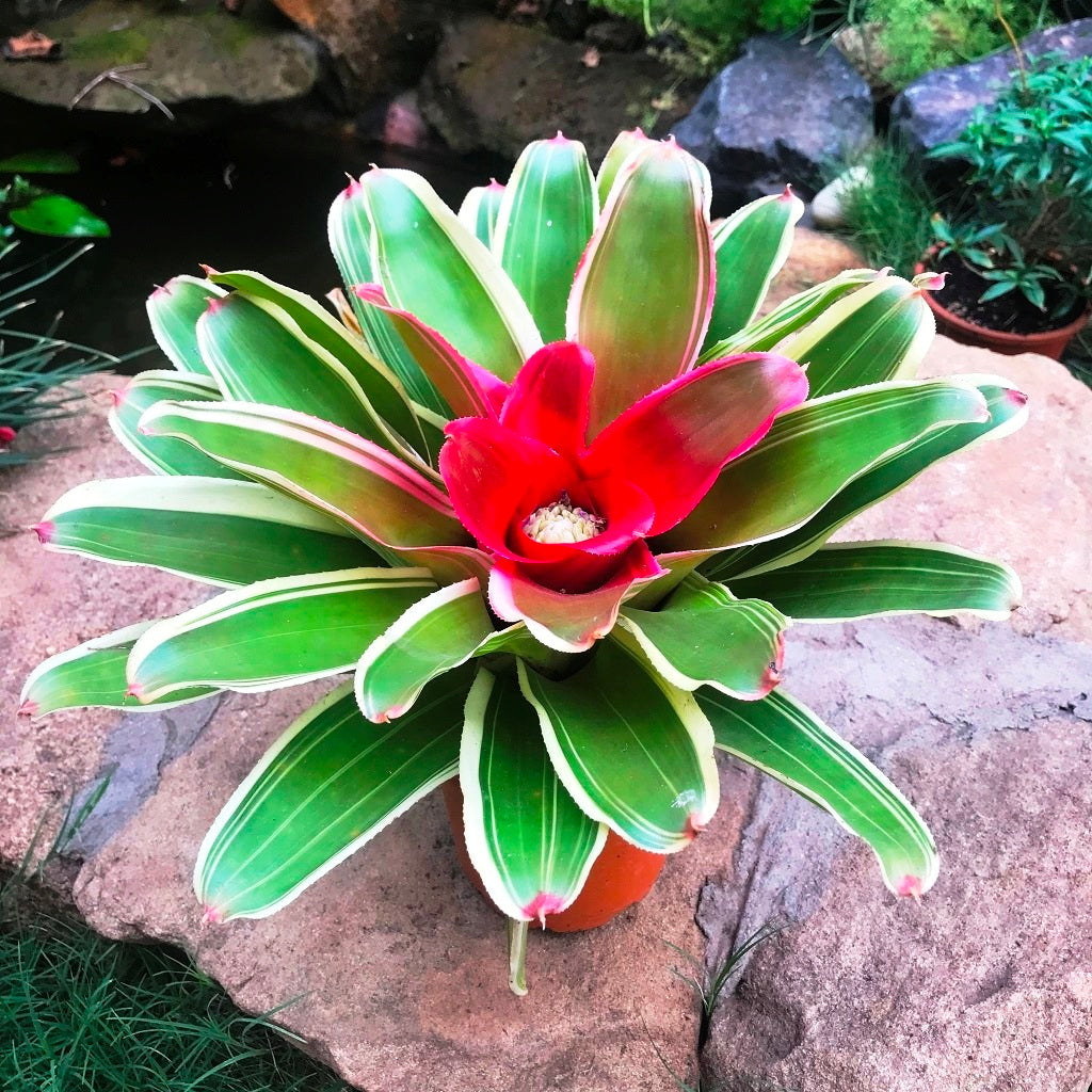 Neoregelia filanda rosette with smooth green leaves by myBageecha