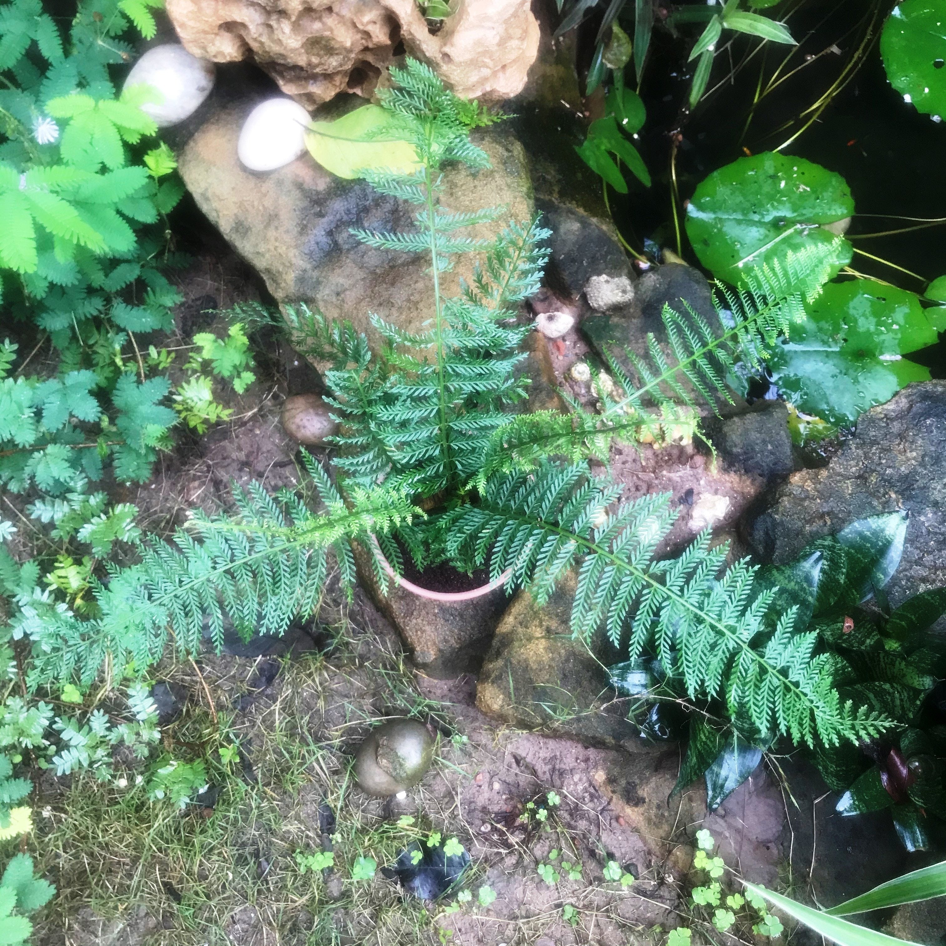 Polystichum setiferum Soft Shield Fern Plant - myBageecha