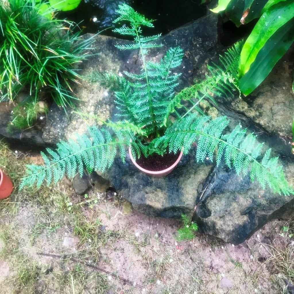 Polystichum setiferum Soft Shield Fern Plant - myBageecha