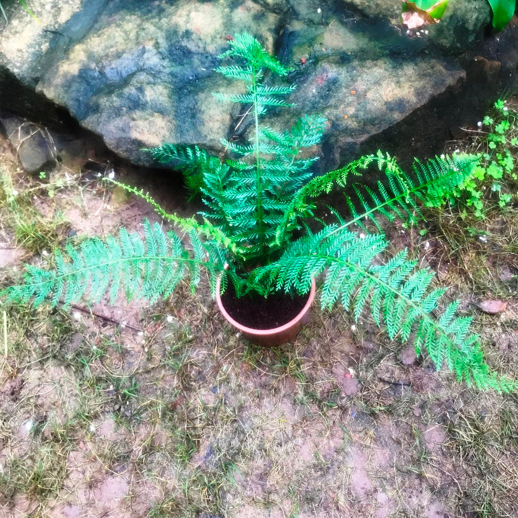Polystichum setiferum Soft Shield Fern Plant - myBageecha