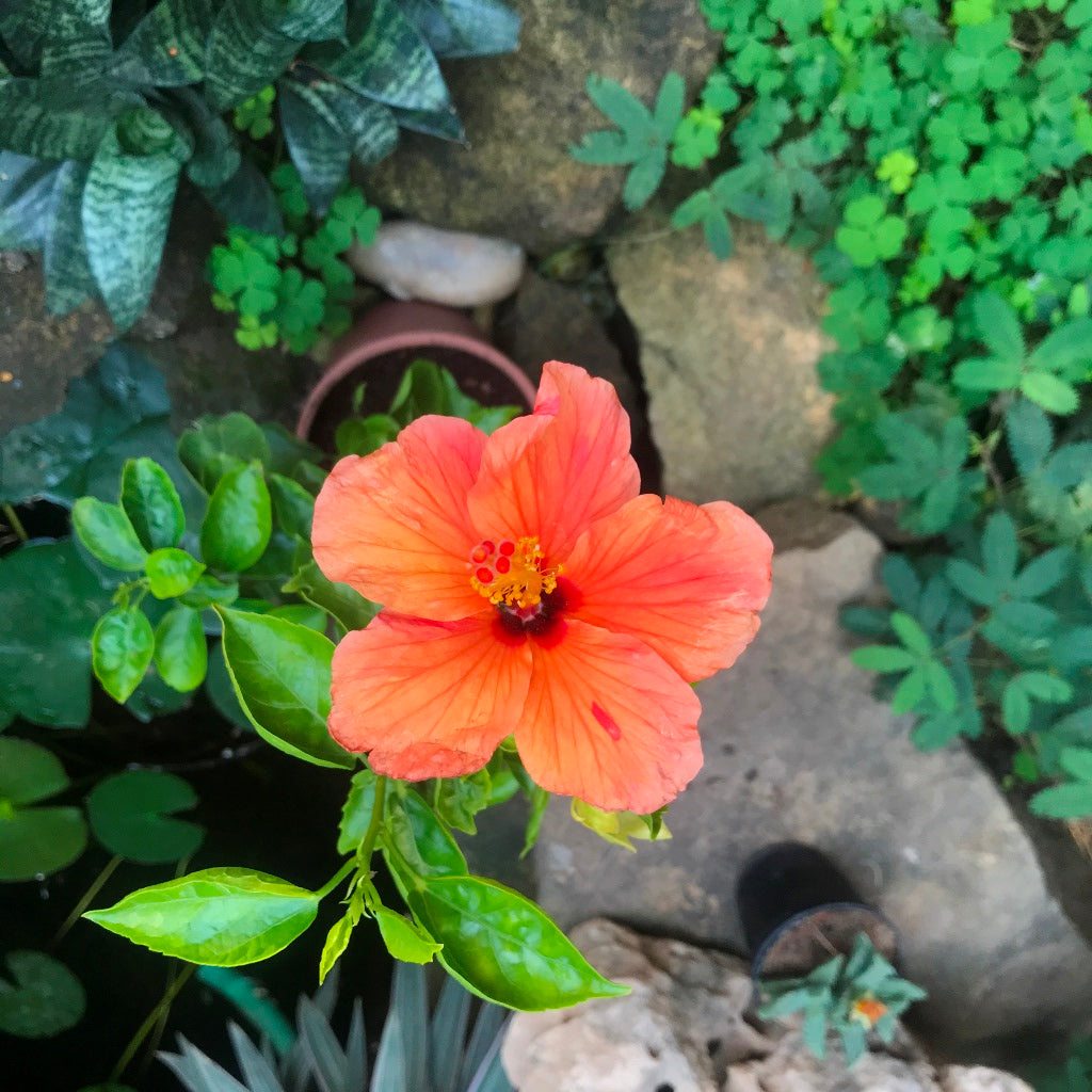 Hibiscus Single Again Plant - myBageecha