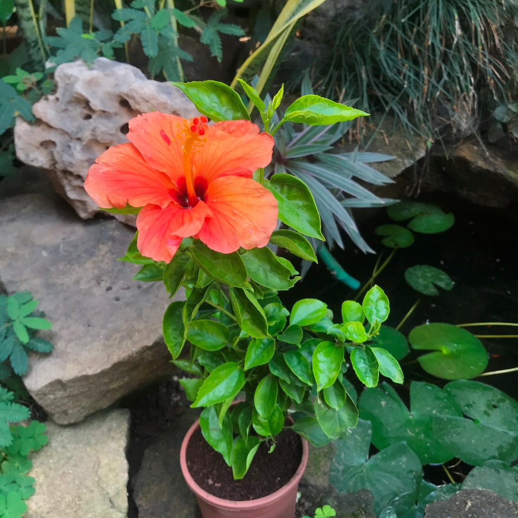 Hibiscus Single Again Plant - myBageecha