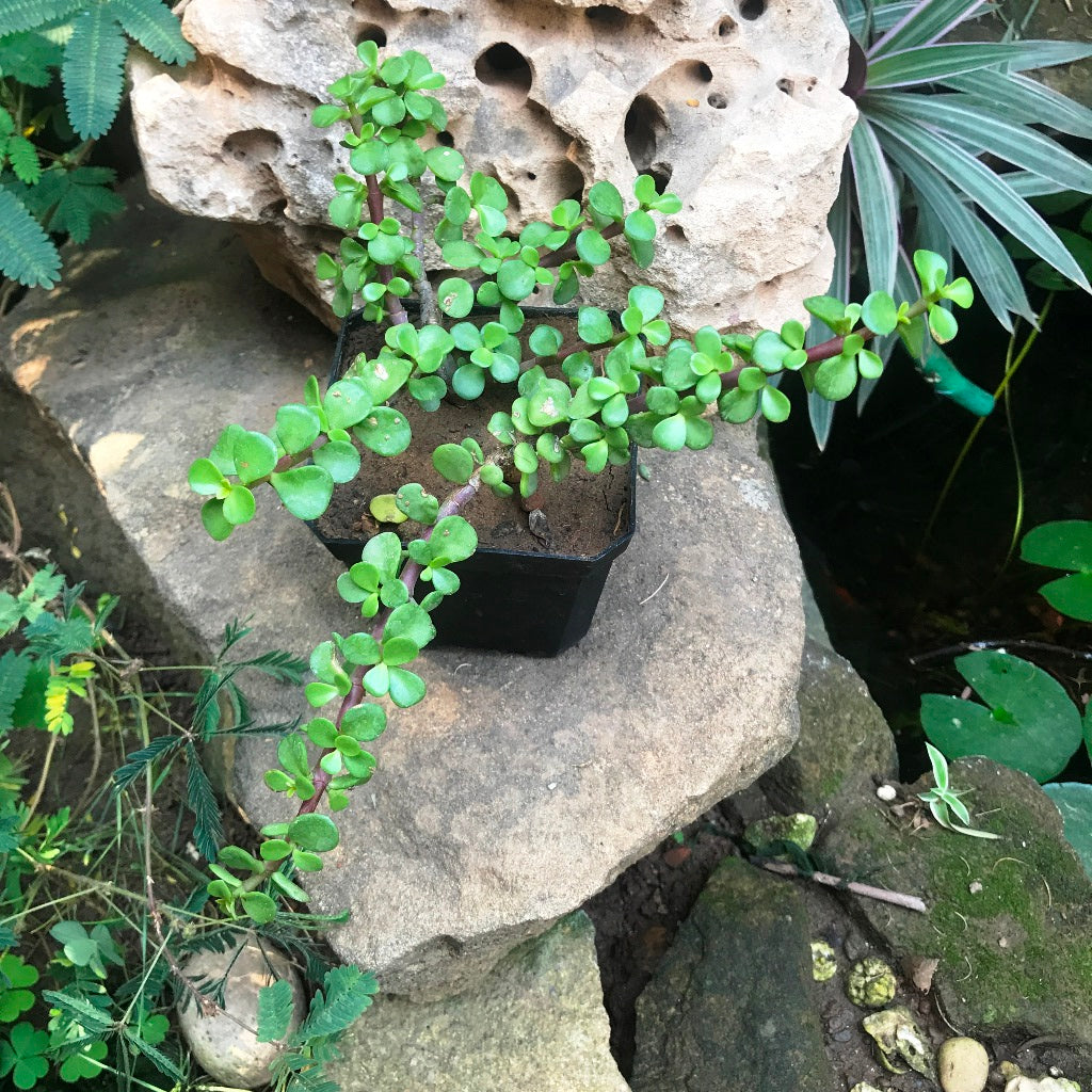jade plant look alikes Portulacaria Afra – Dwarf Jade Decorative Succulent Plant