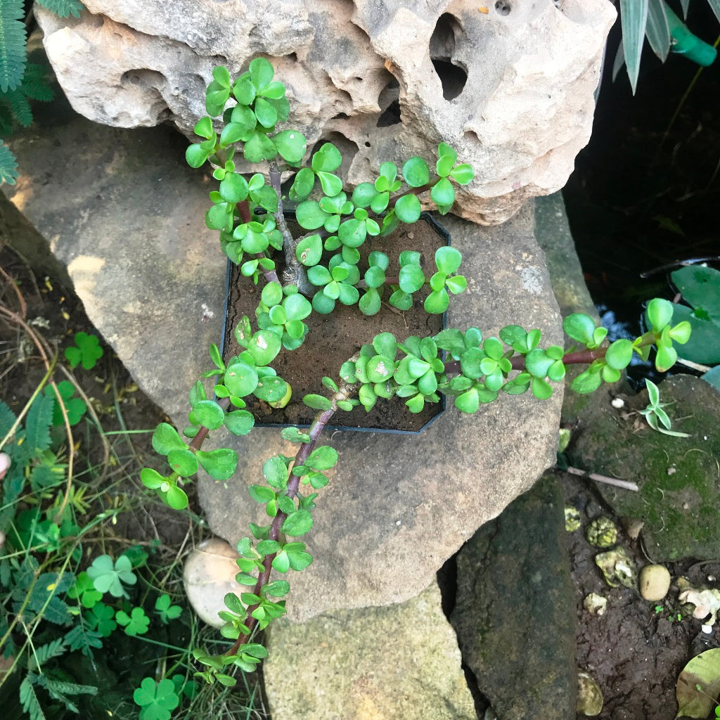 Dwarf Jade Portulacaria Afra Succulent Plant - myBageecha