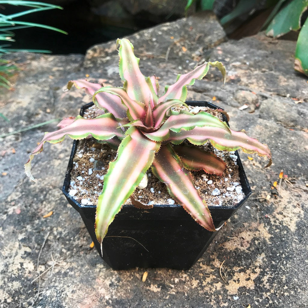 Cryptanthus ruby red earth star with bold red foliage rosette by myBageecha