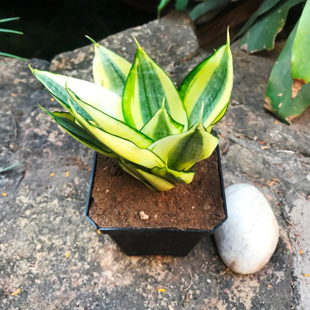 sansevieria trifasciata cv golden hahnii Sansevieria Golden Hehnii Compact Decorative Plant