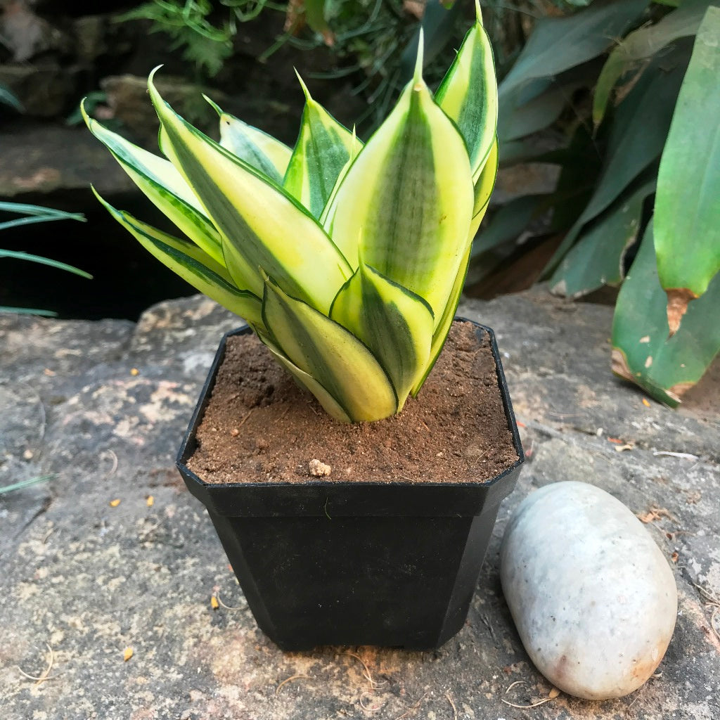 Sansevieria Golden Hehnii Plant - myBageecha