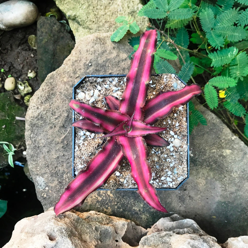 Cryptanthus Bivittatus Red Star Plant - myBageecha