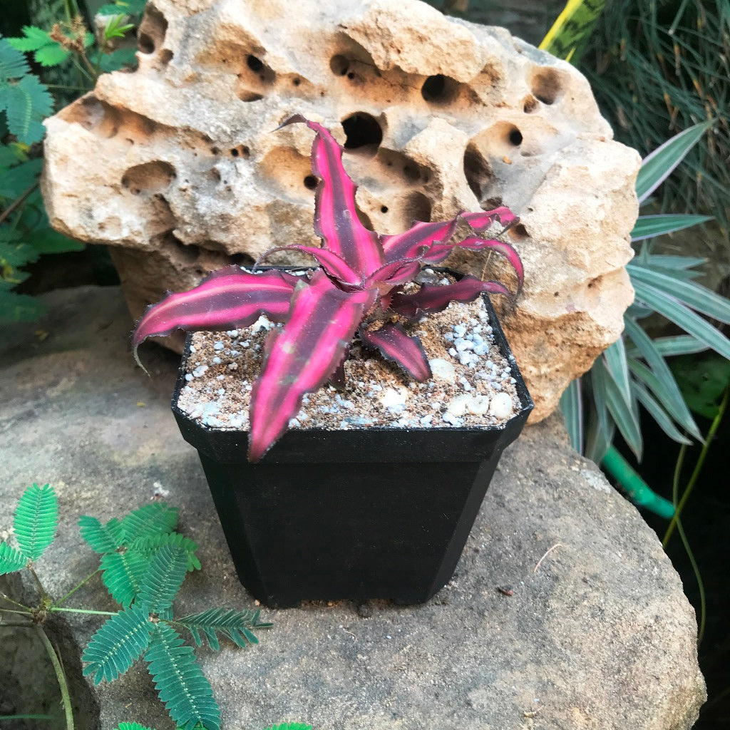 red star succulent Cryptanthus Red Star – Red Earth Star