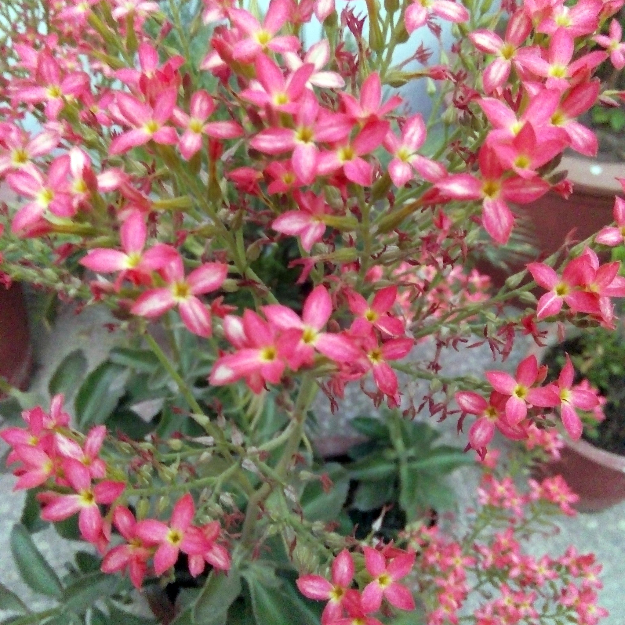Kalanchoe Blossfeldiana Plants myBageecha - myBageecha