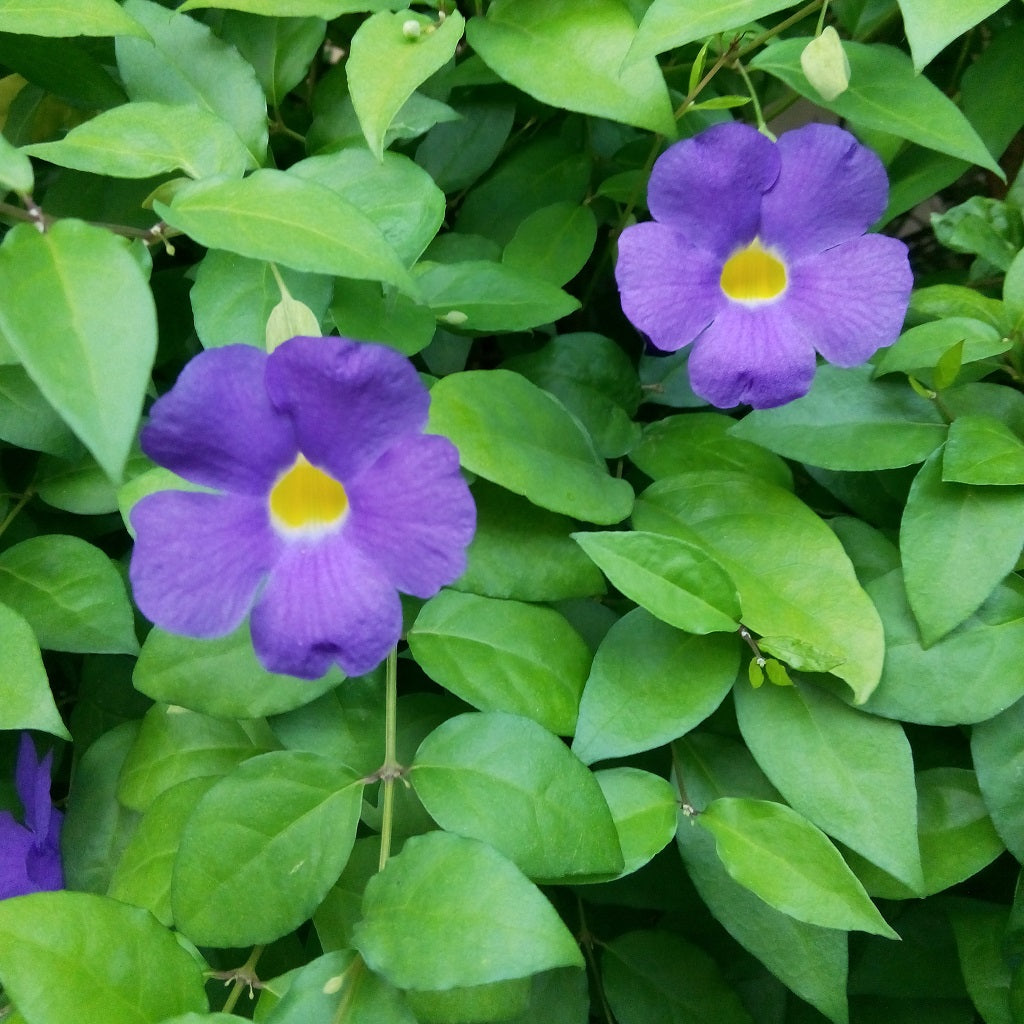 Close-up of Bush Clock Vine flower showing deep violet trumpet bloom and yellow throat