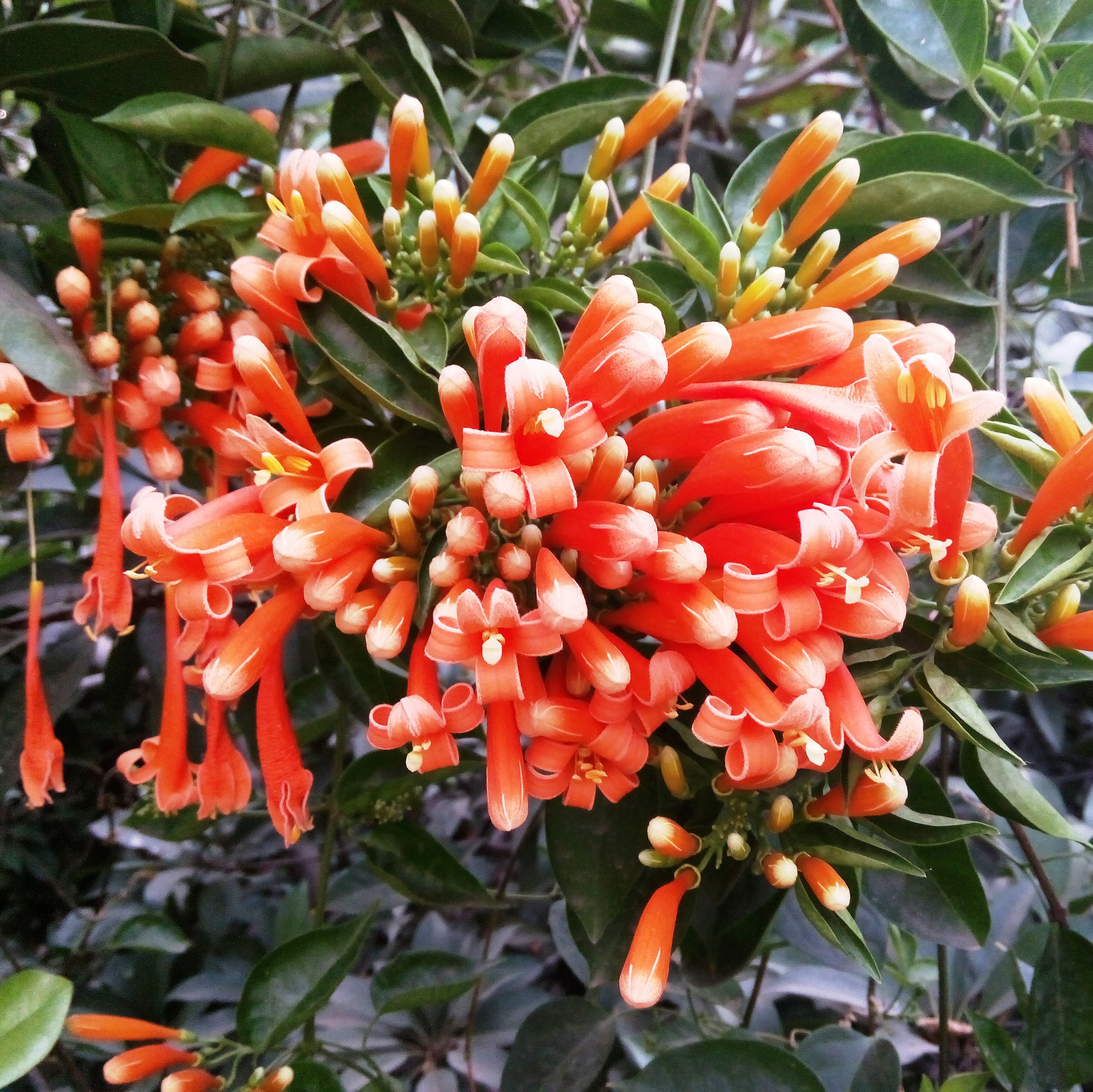 Pyrostegia Venusta-Flaming Trumpet Plants myBageecha - myBageecha