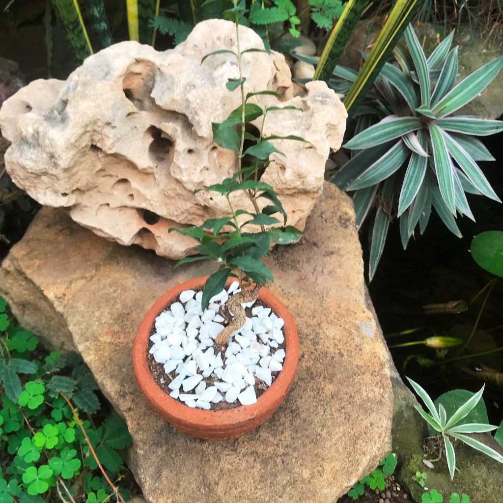 Set of 4 Round Bonsai Terracotta Pots top view – myBageecha