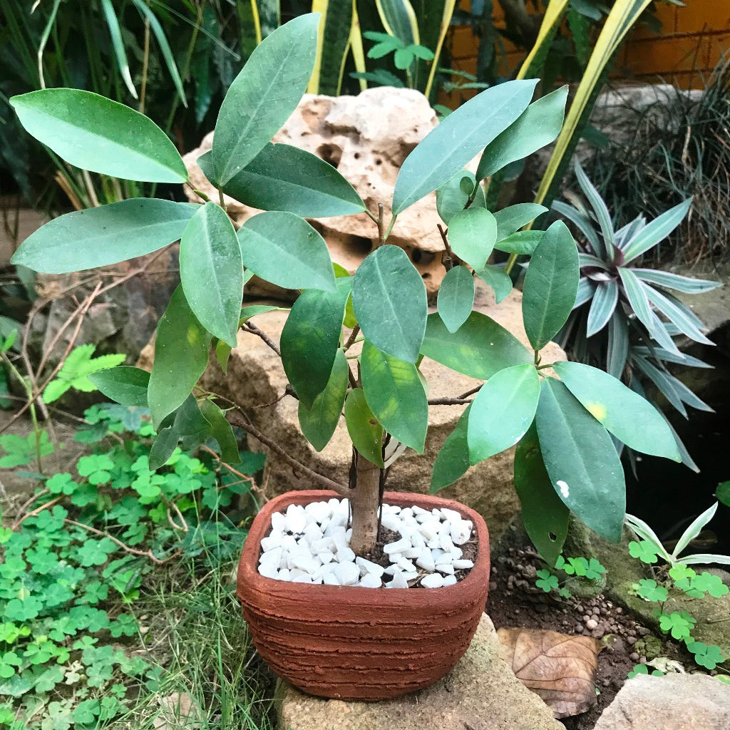 Set of 4 Rectangle Bonsai Terracotta Pots front view – myBageecha
