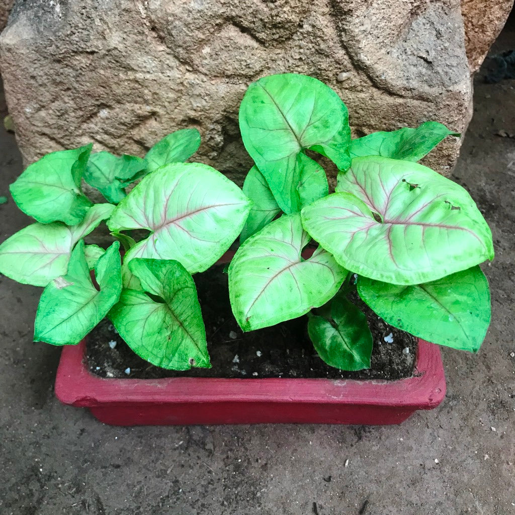 Top view of Sleek Rectangle Terracotta Trays