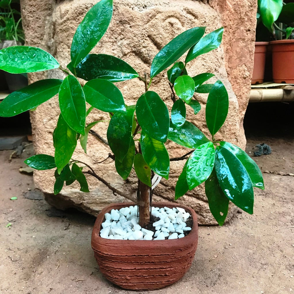 Set of 4 Rectangle Bonsai Terracotta Pots front view – myBageecha