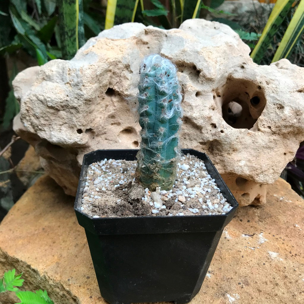 Pilosocereus Pachycladus Blue Columner Cactus Plant - myBageecha