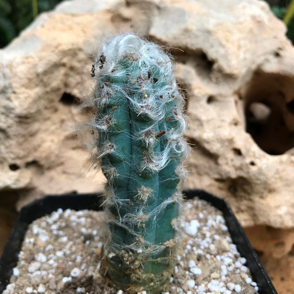 Pilosocereus Pachycladus Blue Columner Cactus Plant - myBageecha