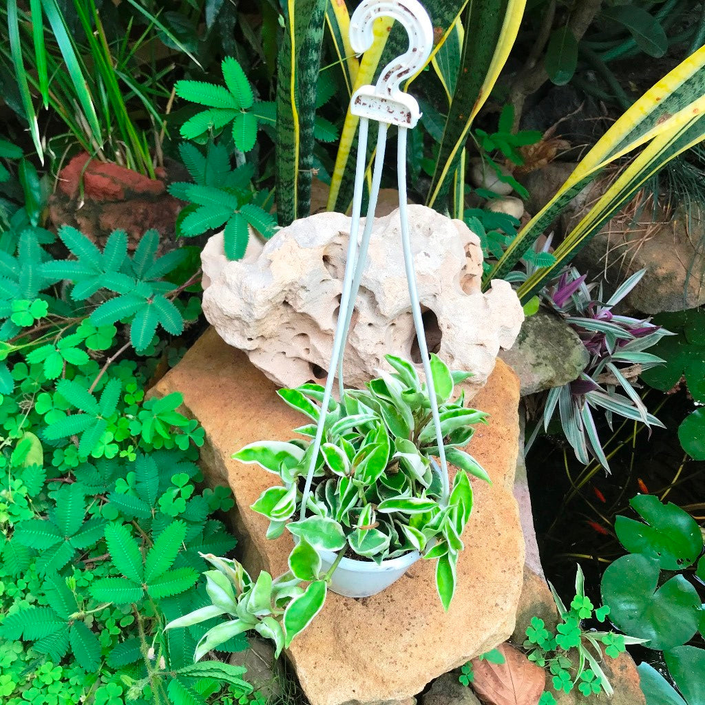 Hoya Carnosa Albomarginata Plant - myBageecha