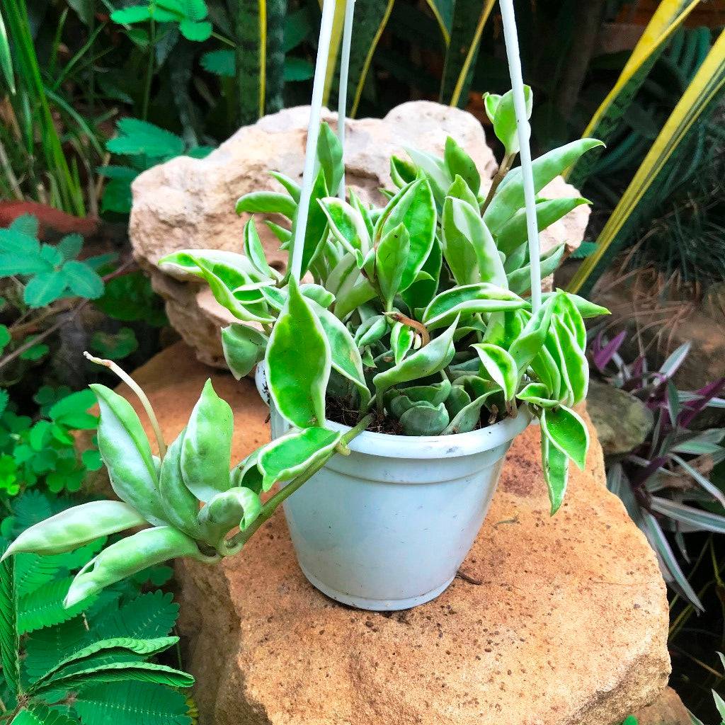 Hoya Carnosa Albomarginata Plant - myBageecha