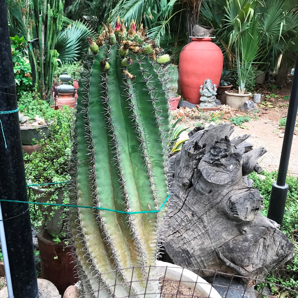 Ferocactus Horridus Brevispinu Cactus Plant - myBageecha