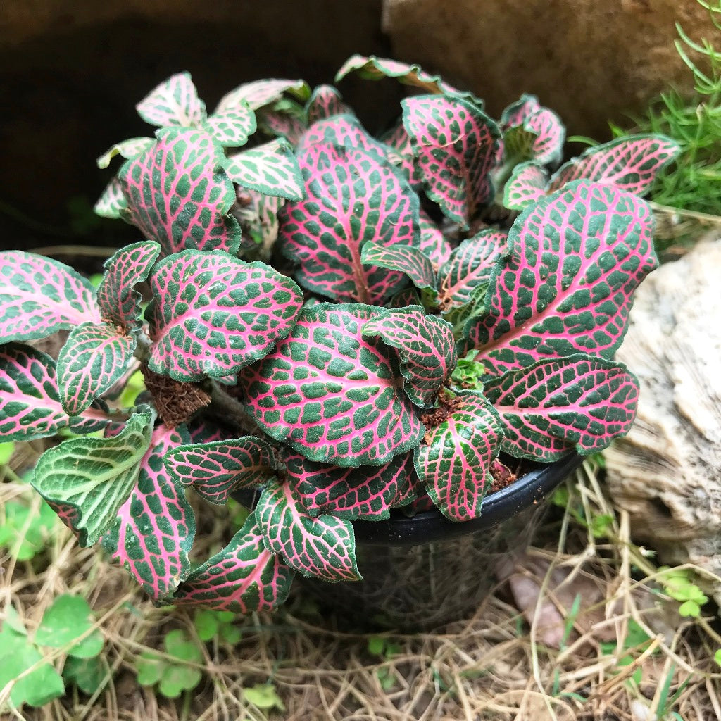 Fittonia Mini Red Plant small pot styling - myBageecha