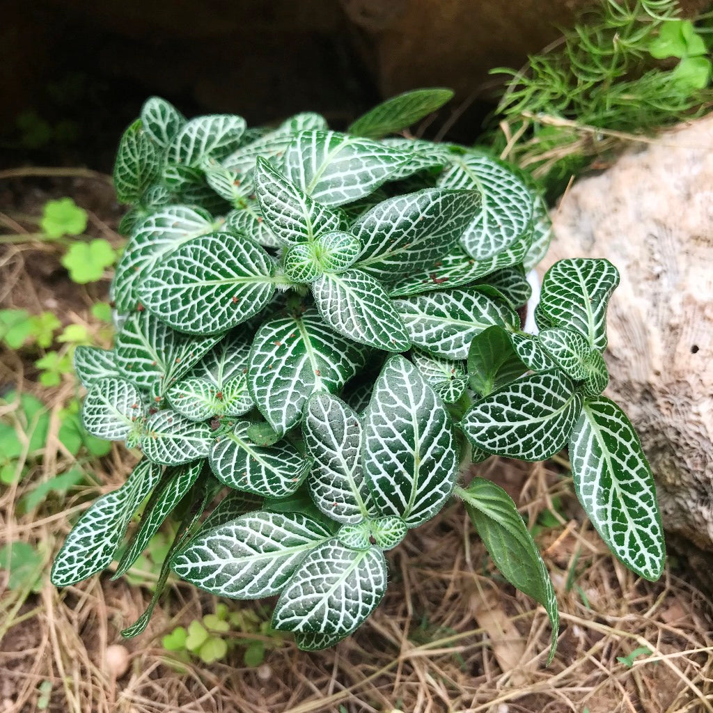 small indoor plant with green and white leaves Fittonia Mini Green Indoor Terrarium Plant