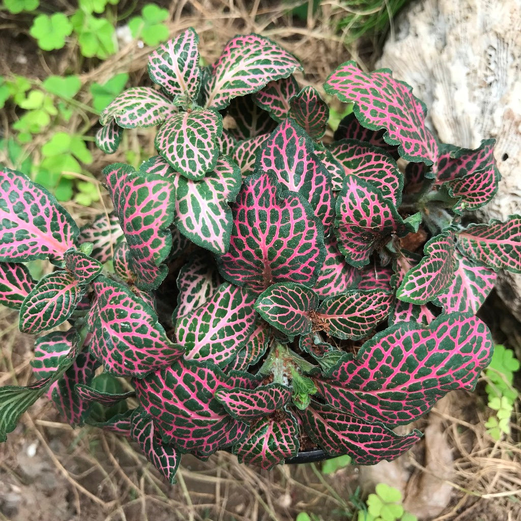 Fittonia Mini Red Plant leaf close view – myBageecha