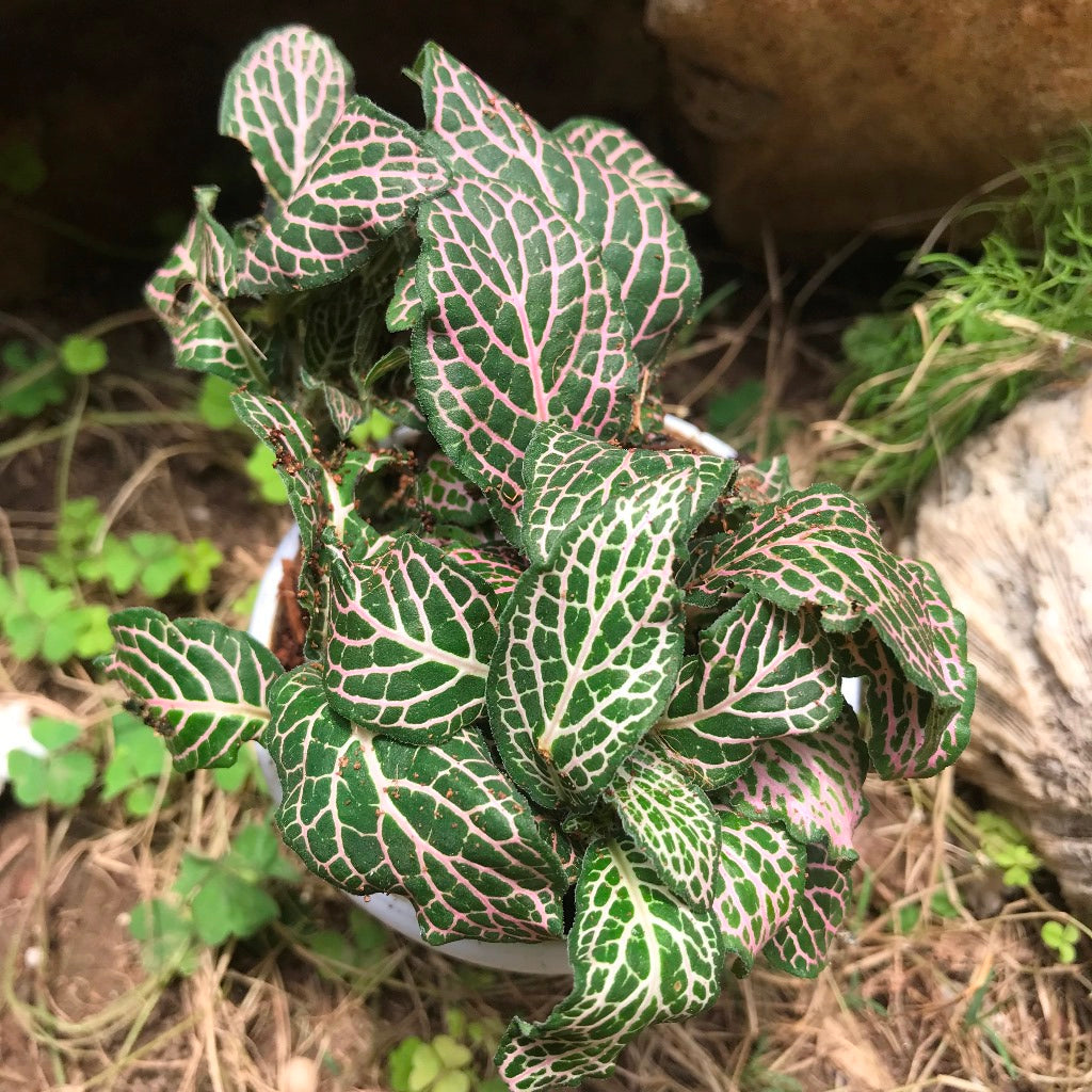 Fittonia Mini Pink Plant foliage pattern – myBageecha