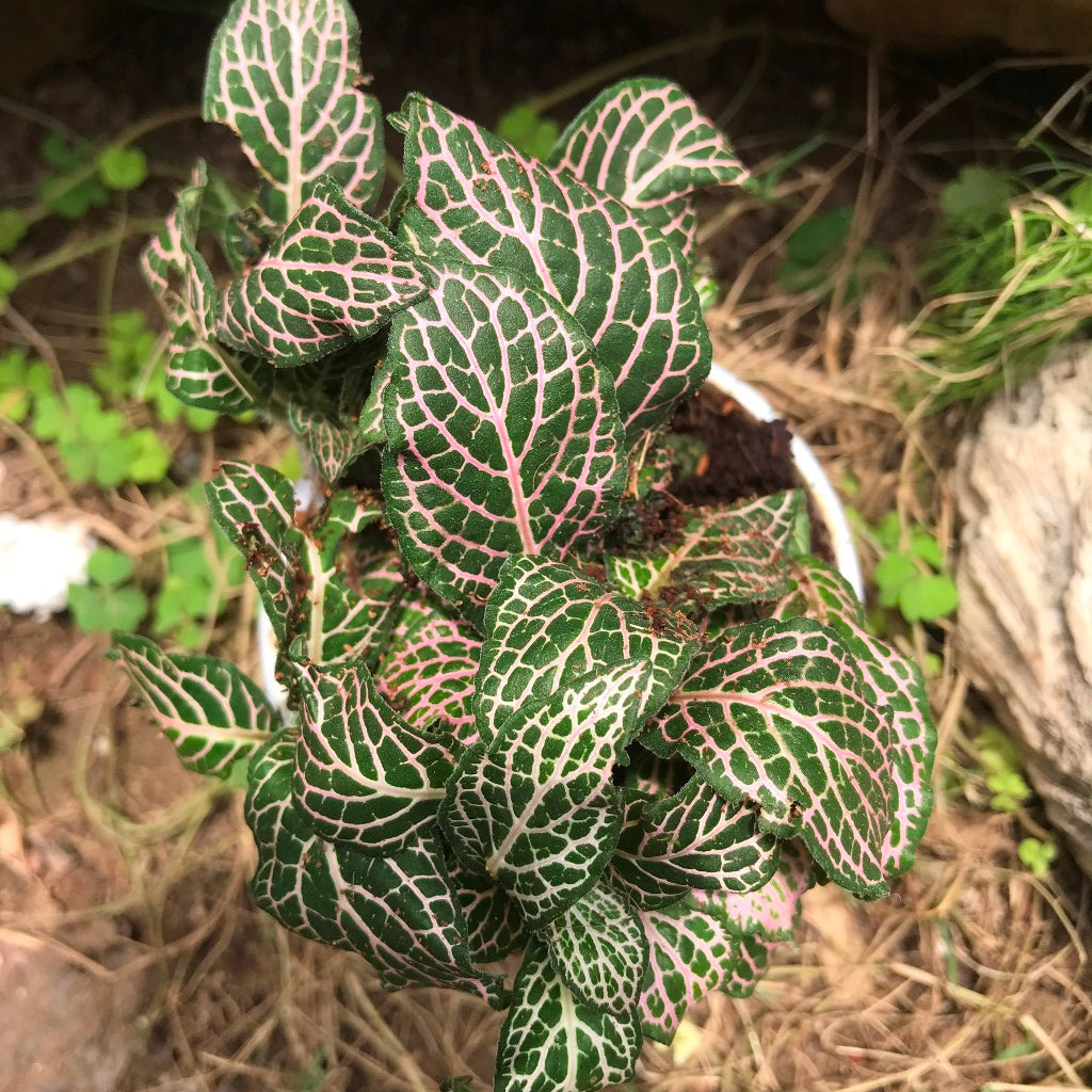 Fittonia Mini Pink Plant terrarium placement - myBageecha