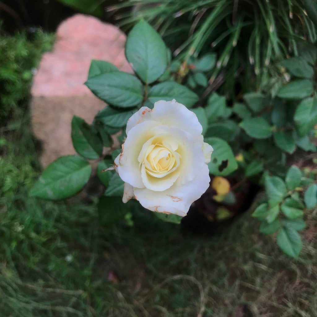 Memoire Shrub Rose Plant - myBageecha