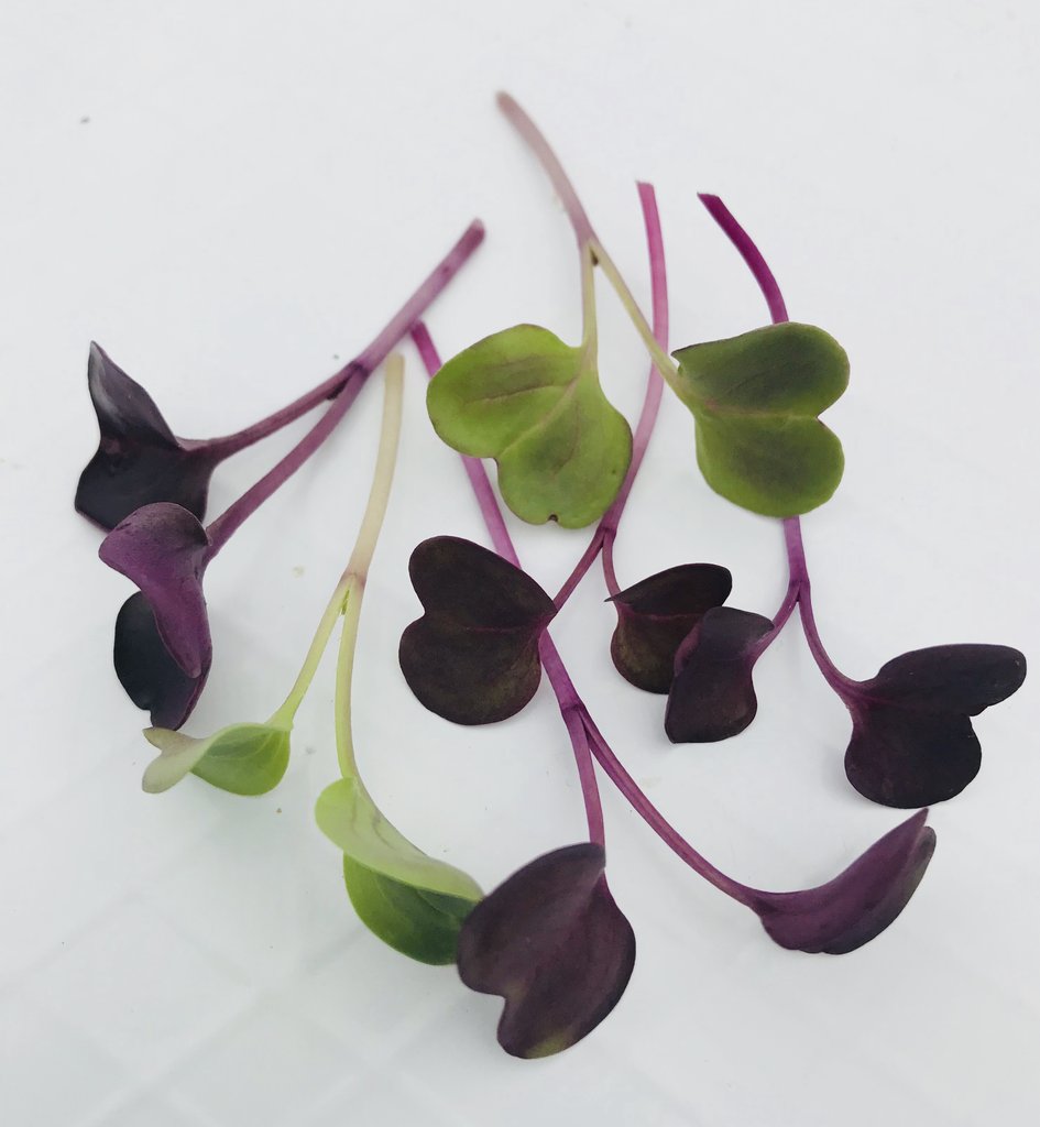 Purple Radish Microgreen Seeds - myBageecha