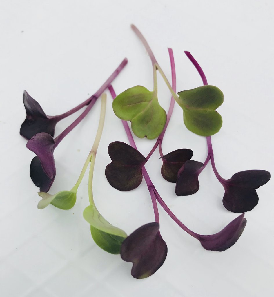 Purple Radish Microgreens Seeds for kitchen counters- myBageecha