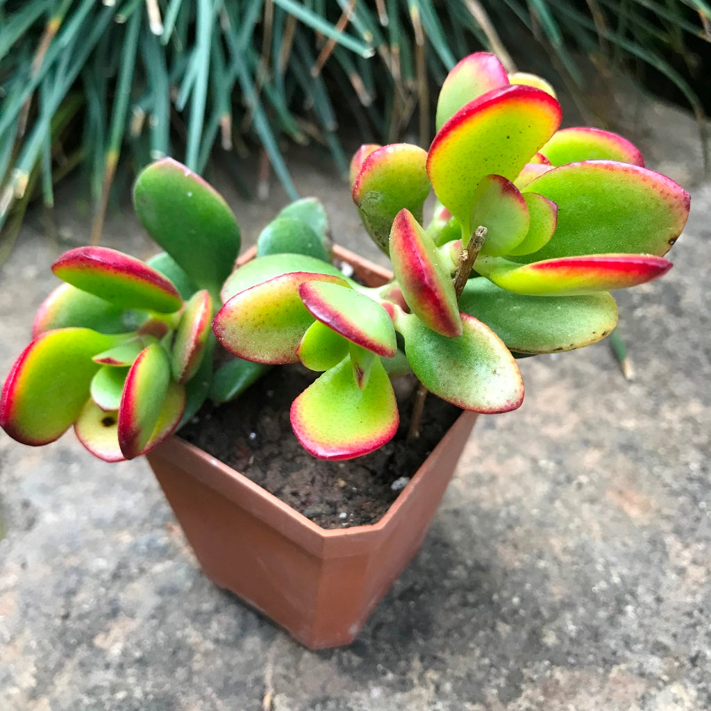 Crassula Argentea Crosbys Compacta Succulent Plant - myBageecha