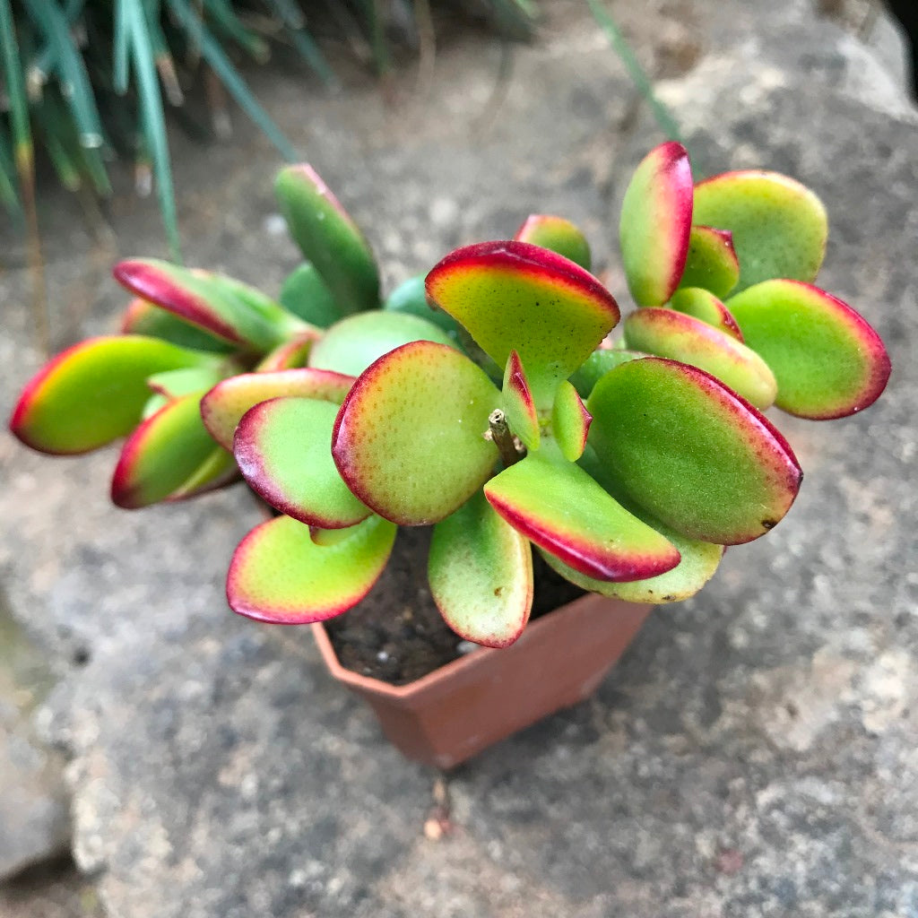 Crassula Argentea Crosbys Compacta Succulent Plant - myBageecha