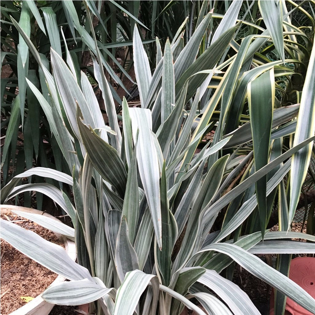 Sansevieria Metallica Siam Silver Decorative Plant