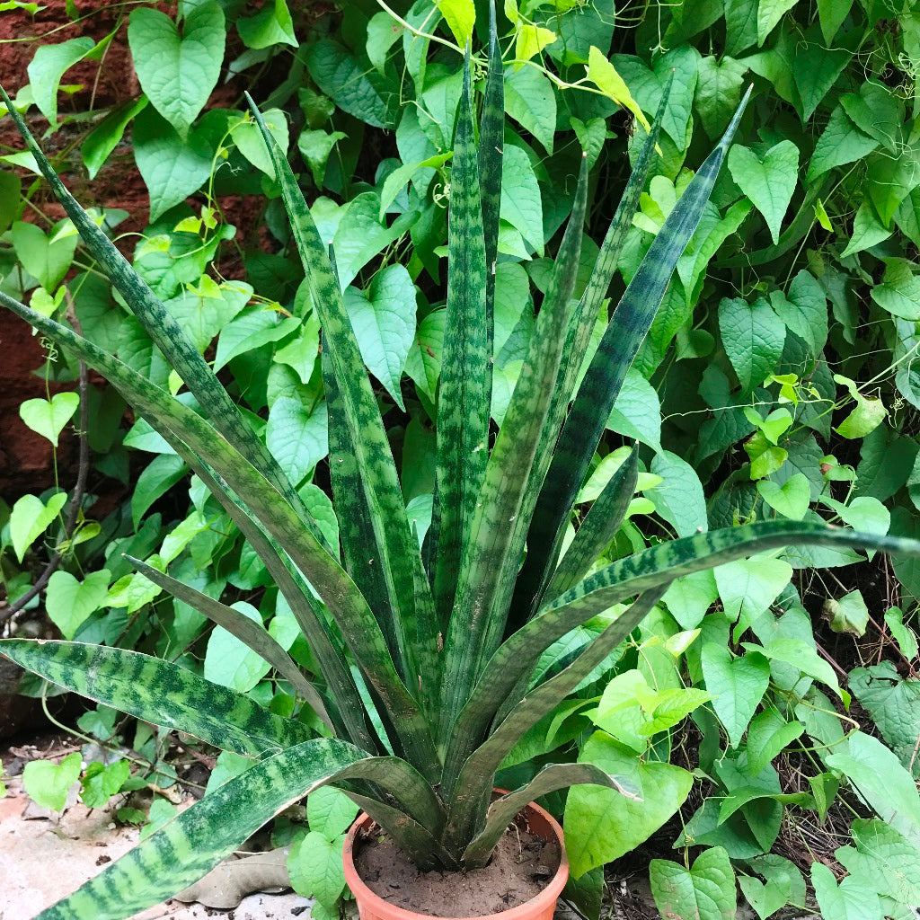 Sansevieria Trifasciata Black Coral Plant - myBageecha