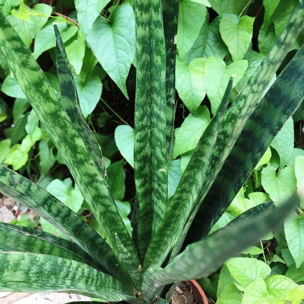 Sansevieria Trifasciata Black Coral Plant - myBageecha