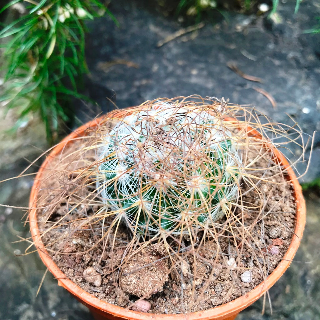 Mammillaria Leptacantha Cactus Plant - myBageecha