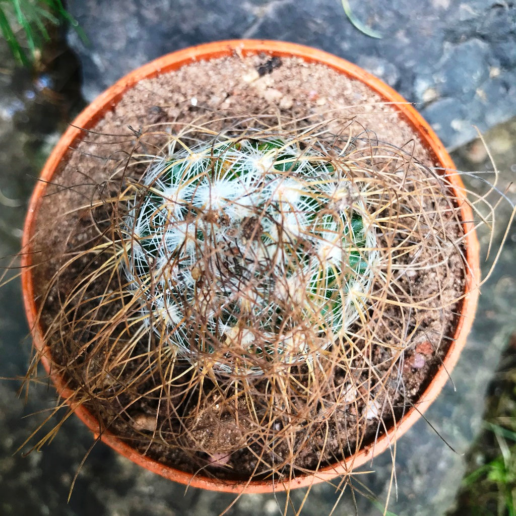 Mammillaria Leptacantha Cactus Plant - myBageecha