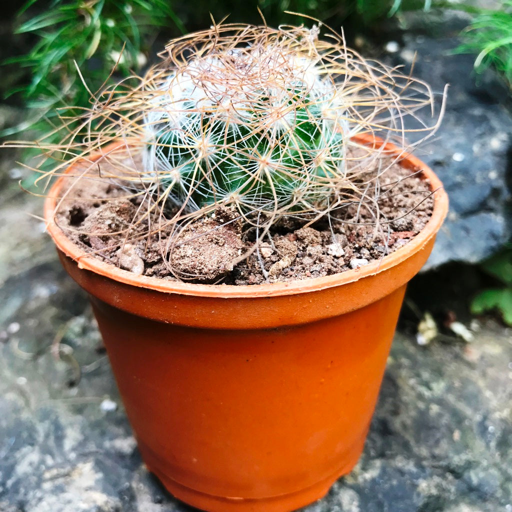 Mammillaria Leptacantha Cactus Plant - myBageecha