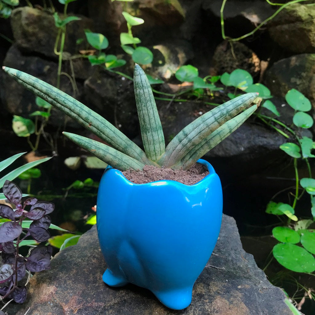 Sacred Lotus Ceramic Planter - myBageecha
