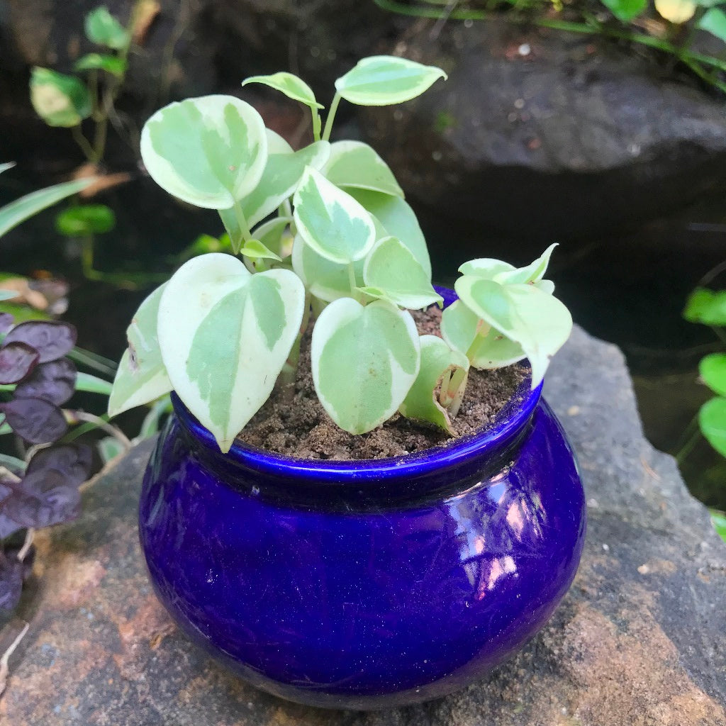 Handi Ceramic Planter – Purple – myBageecha